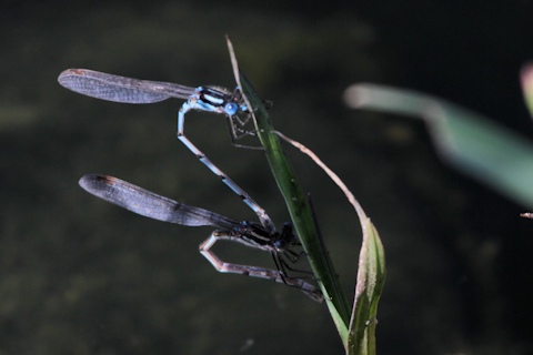 Blue Ringtail (Austrolestes annulosus)